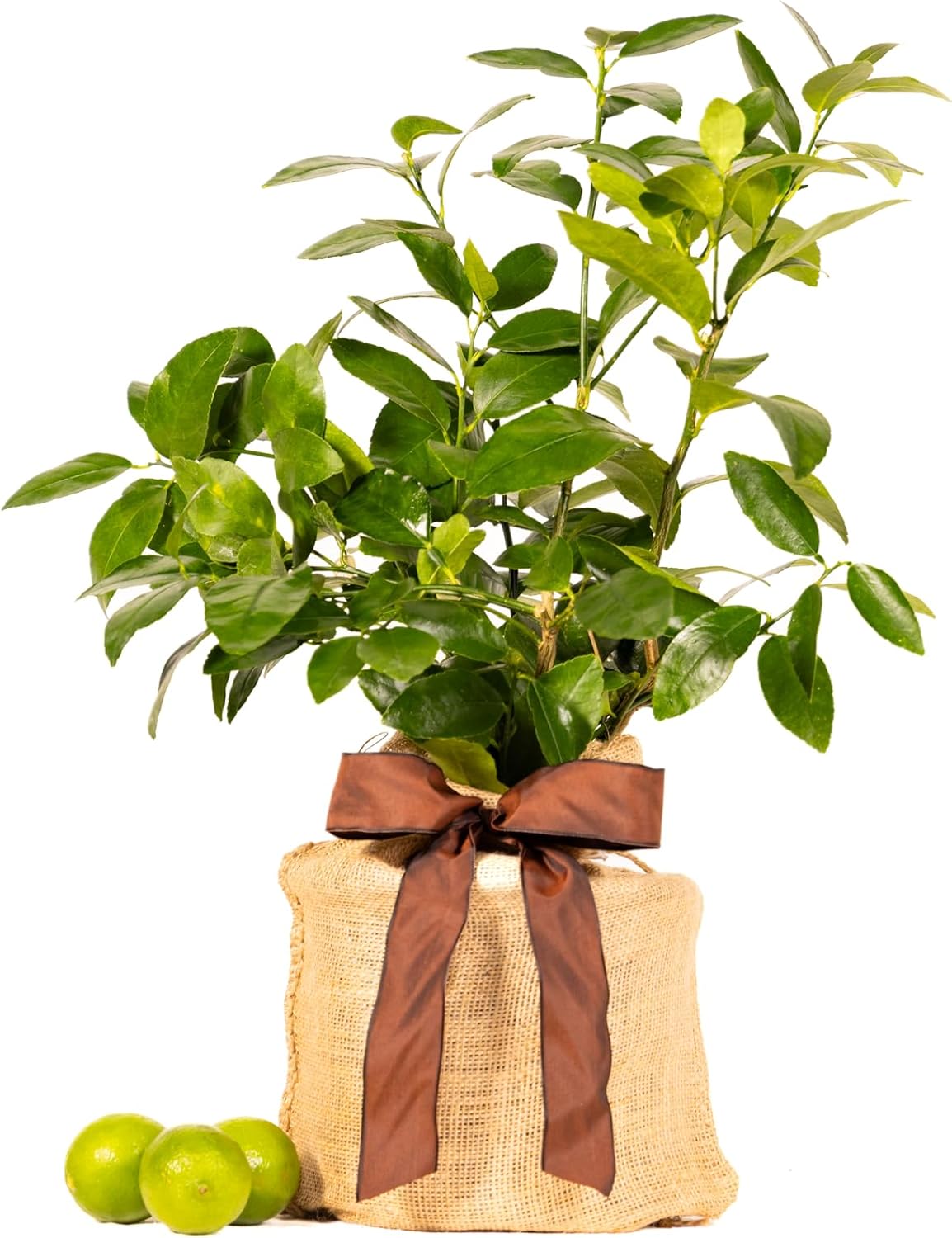 Father's Day Live Persian Lime Tree Gift, Dwarf Citrus Tree, Easy to Grow, Indoor/Outdoor, Unique