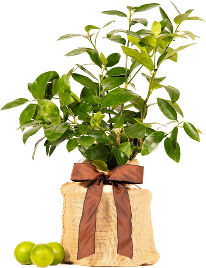 Father's Day Live Persian Lime Tree Gift, Dwarf Citrus Tree, Easy to Grow, Indoor/Outdoor, Unique