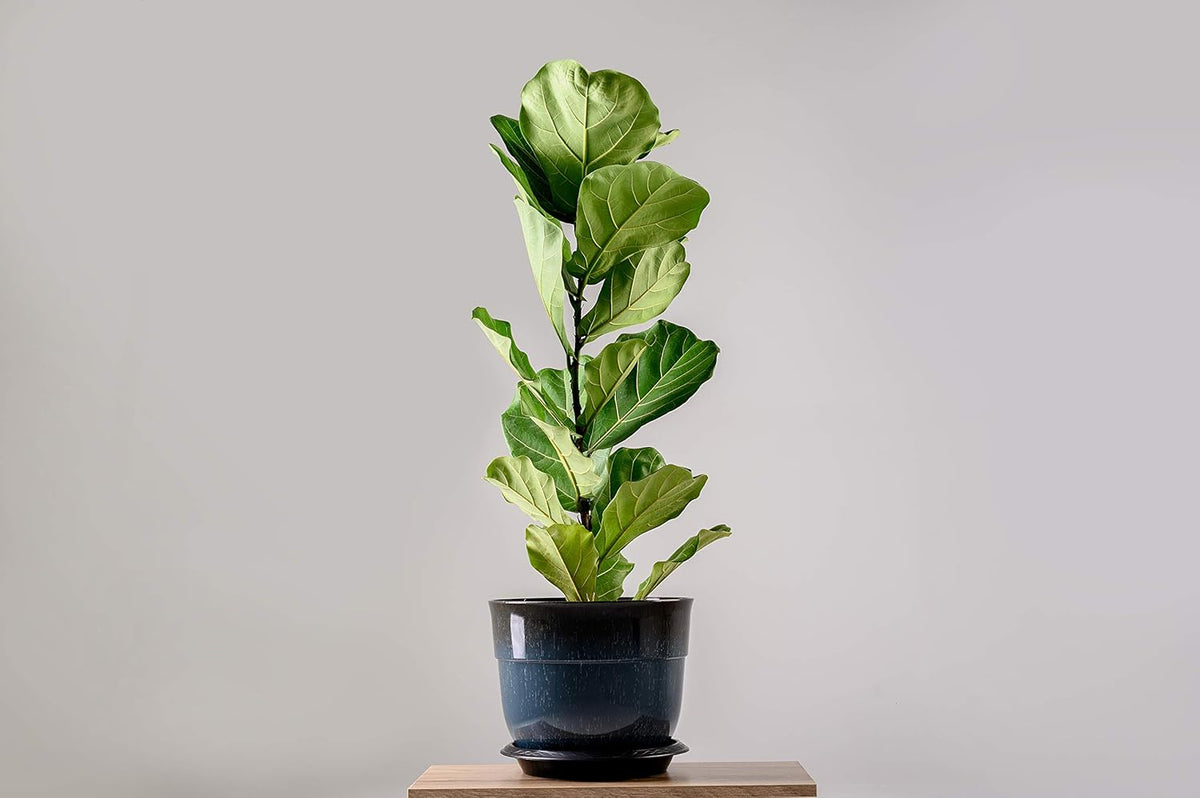 Fiddle Leaf Fig and House Plant Fertilizer Pellets |16-5-11 Slow Release Pellets for Seedlings and