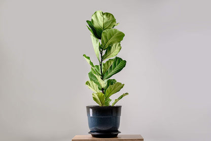 Fiddle Leaf Fig and House Plant Fertilizer Pellets |16-5-11 Slow Release Pellets for Seedlings and