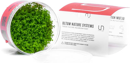 Ultum Nature Systems Dwarf Baby Tears Hemianthus Callitrichoides Cuba Tissue Culture Live Plant for