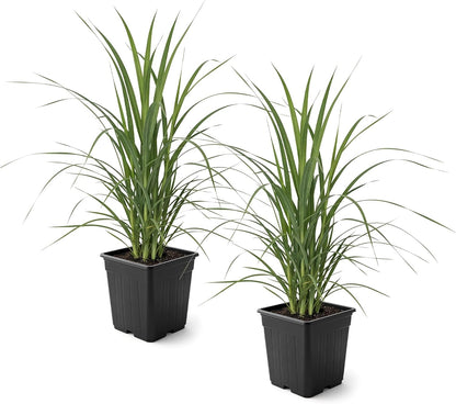 Ornamental Assorted Pink and White Grass (2 Plants Per Pack) - Live Decorative Plant - 12" Tall by