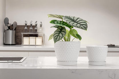 Docrin Ceramic Plant Pots Indoor, 6.6 + 5.5 Inch Flower Pots with Drainage Holes and Saucer for