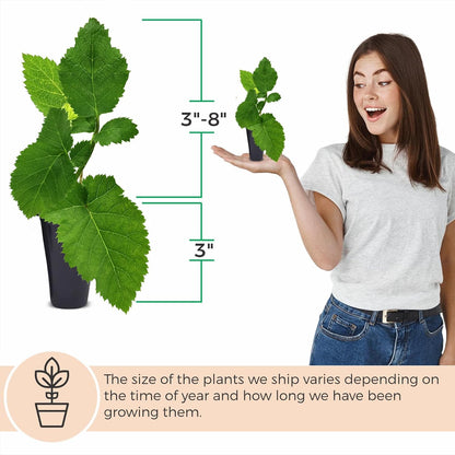 BlackBerry Plants Triple Crown (4 Pack) Live for Sale | Easy to Grow Plants | Edible Fruit Plant