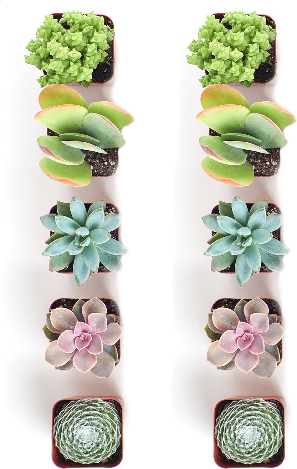 Shop Succulents Assorted Succulent Plant Pack Collection - Live Mini Succulent Plants, Low