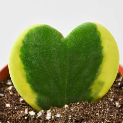 Hoya Sweetheart Variegated Live Plant for Indoor | Different Houseplants in 3'' Pot | Real House