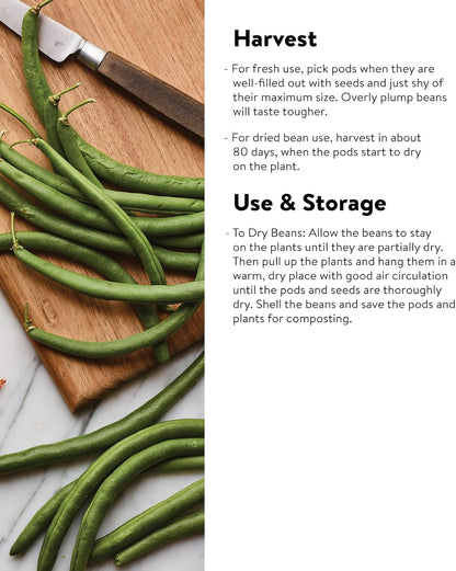 Burpee Kentucky Blue Pole Bean Seeds 8 ounces of seed