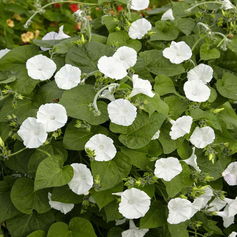 Outsidepride Ipomoea Alba Moonflower Seeds – 1 lb. Annual, Vining Flower Seeds for Planting