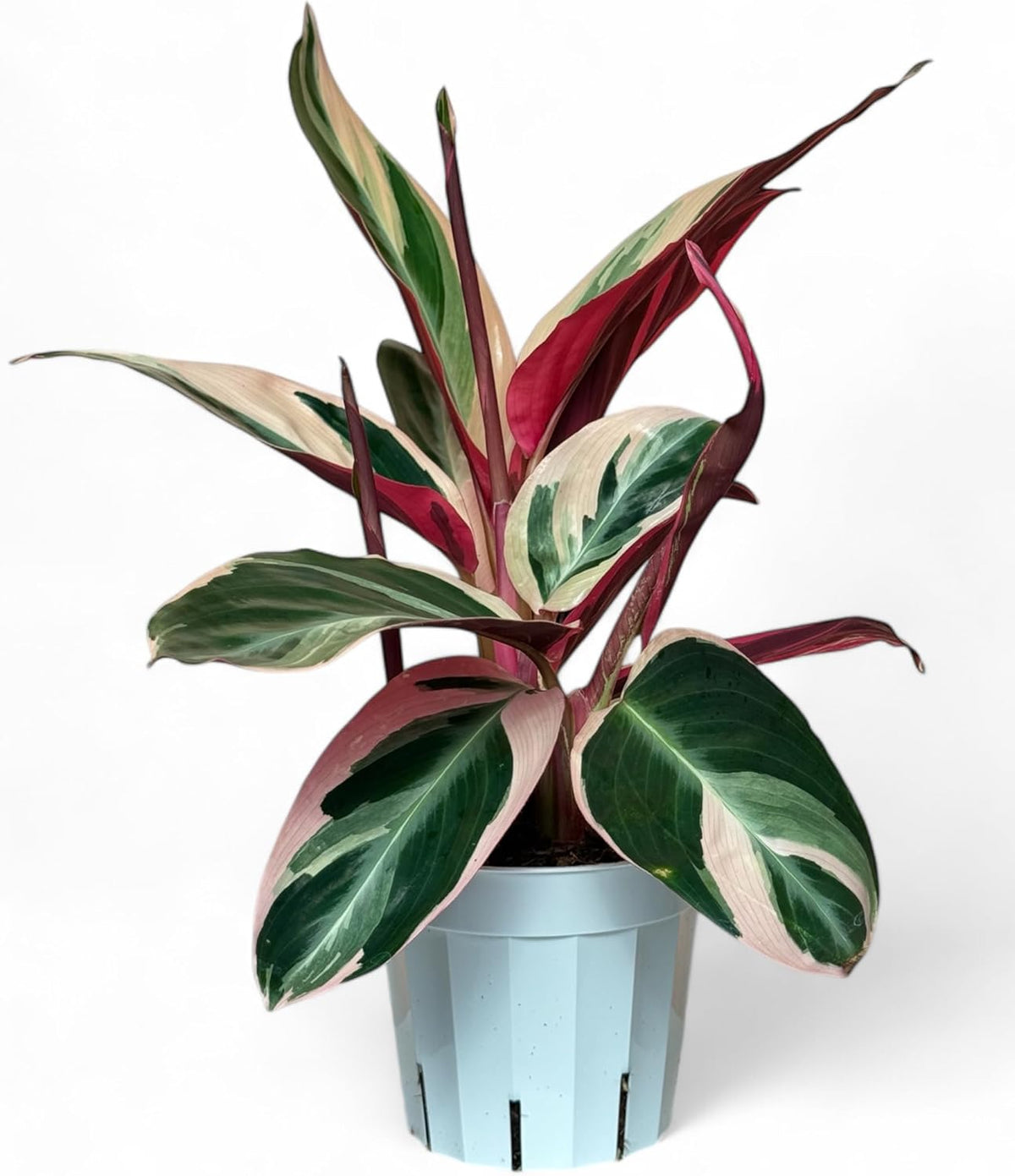 Stromanthe Triostar - Colorful Live Indoor Plant, Calathea Prayer Plant, Air Purifier & Elegant