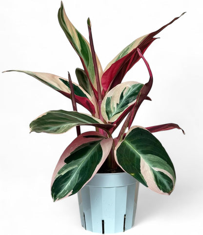 Stromanthe Triostar - Colorful Live Indoor Plant, Calathea Prayer Plant, Air Purifier & Elegant