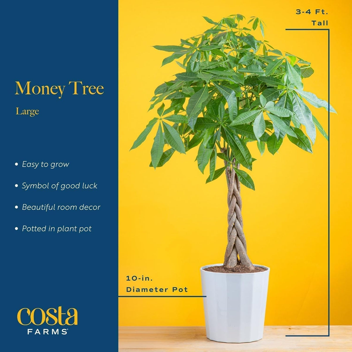 Costa Farms Money Tree Live Plants in Decorative Pot, Large Air Purifying Indoor Houseplant