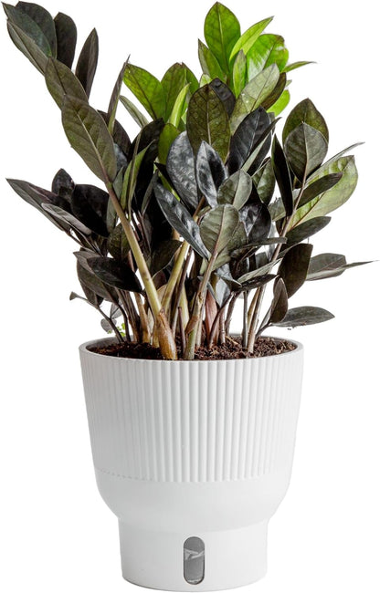 Costa Farms Raven ZZ Live Plant in Self Watering Pot, Easy to Maintain, Air Purifying Indoor