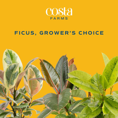 Costa Farms Ficus Live Plant | Beautiful Potted Houseplant in 10-Inch Decorative Plant Pot | 22-40