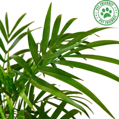 Parlor Palm Live Plant for Indoor | Different Houseplants in 4'' & 6'' Pot | Real House Plant for