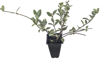 Variegated Asiatic Jasmine | 40 Live Plants | Trachelospermum Asiaticum | Fast Growing Ground