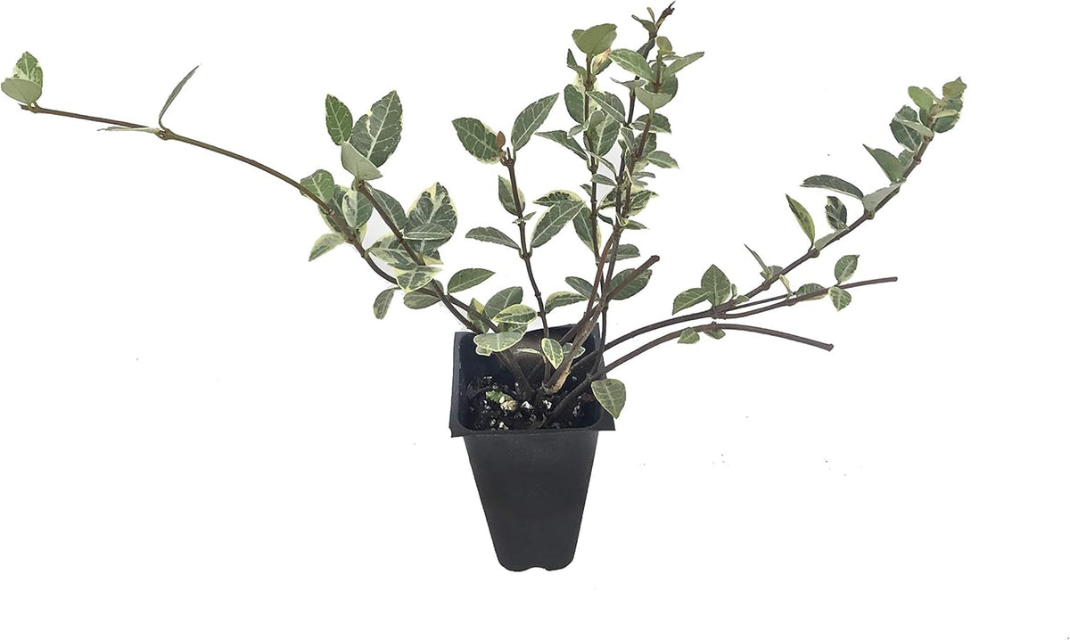 Variegated Asiatic Jasmine | 3 Live Plants | Trachelospermum Asiaticum | Fast Growing Ground Cover