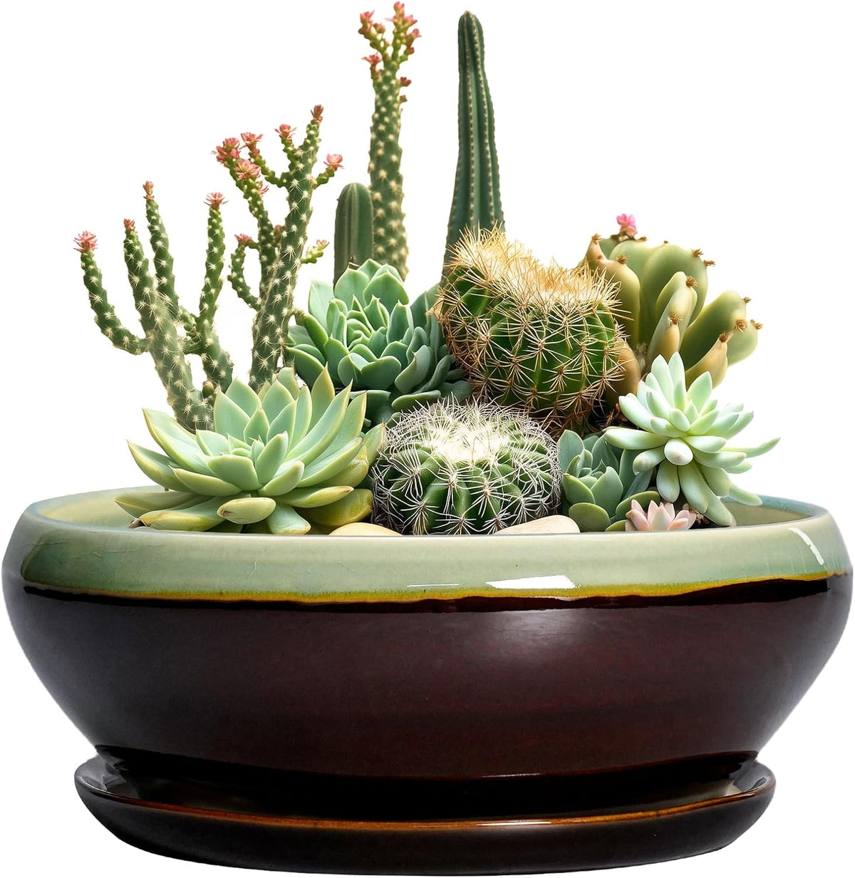 SQOWL Succulent Planters 10 Inch - Ceramic Bonsai Pots with Drainage Hole and Saucer, Shallow