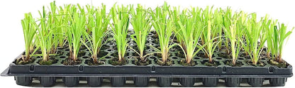 Dwarf Papyrus Plant | 10 Live Plants | Cyperus Shade & Wet Tolerant Aquatic Foliage