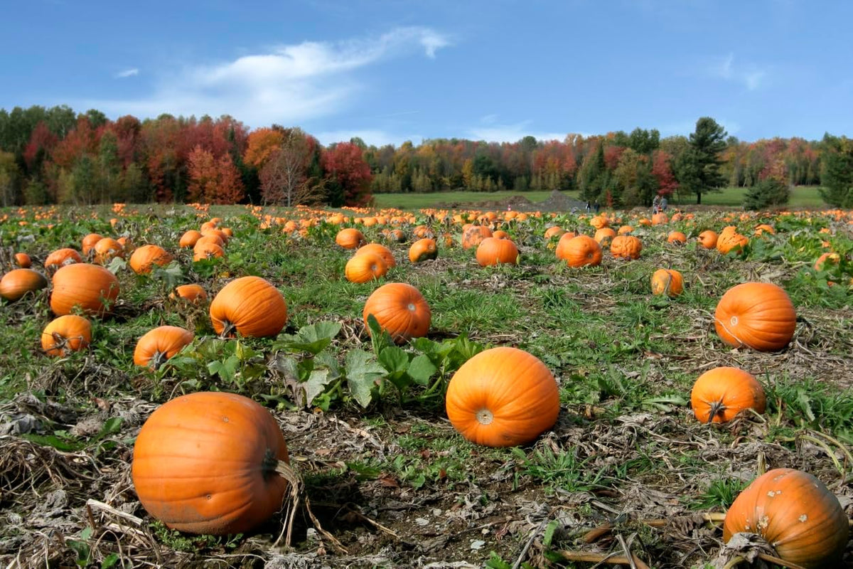 Big Max Pumpkin Seeds - 100 Pounds and Up! - 20 Seeds