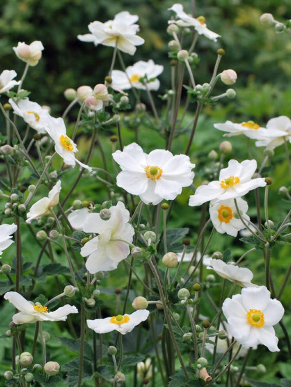 Perennial Farm Anemone x Hybrida 'Honorine Jobert' – Live Windflower in #1 Container, Elegant White