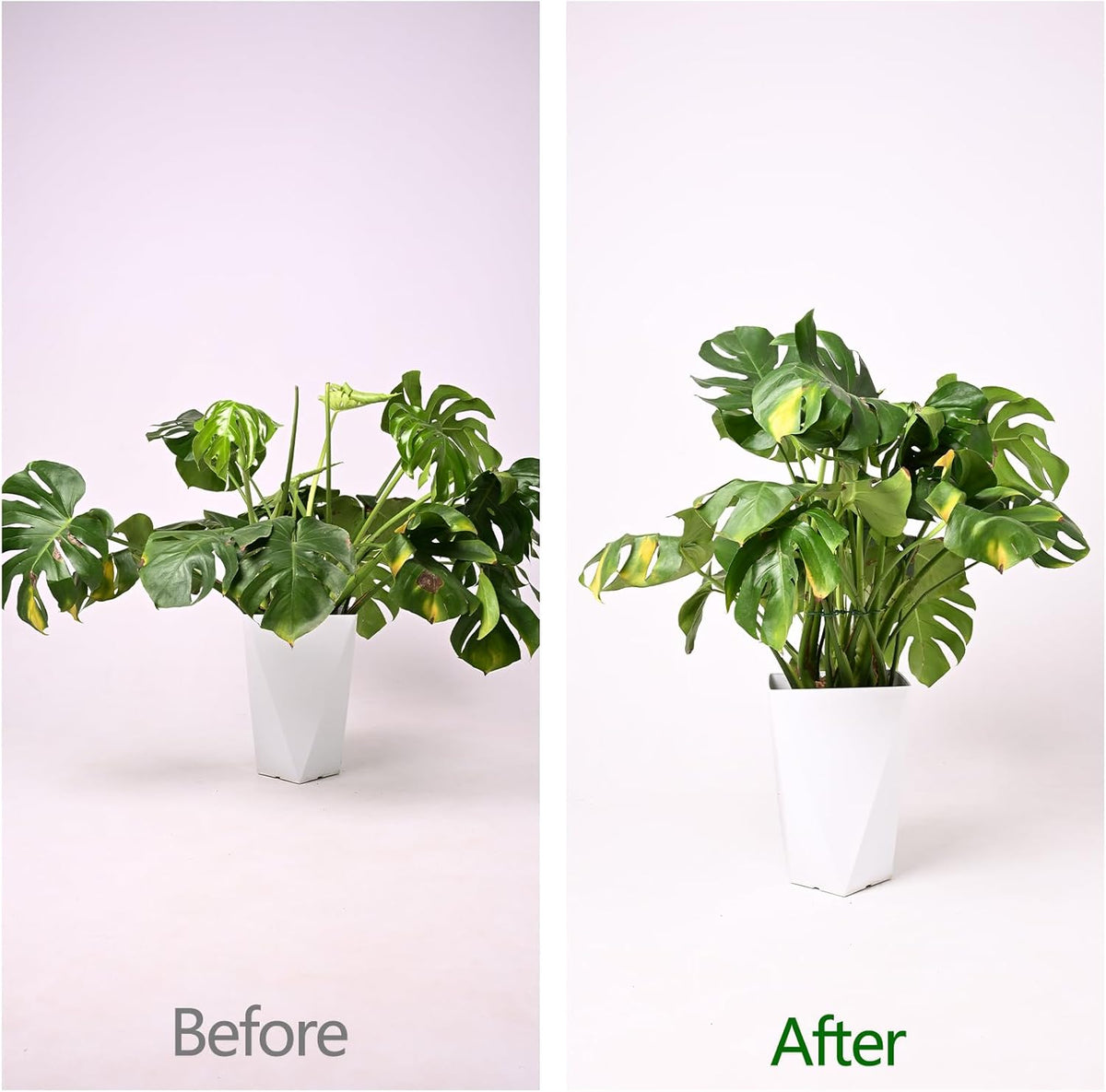 Monstera Plant Stem Support - 5 Pack 6.5"x6.5" Green Metal Stem Stabilizers, Adjustable Ring Clamps
