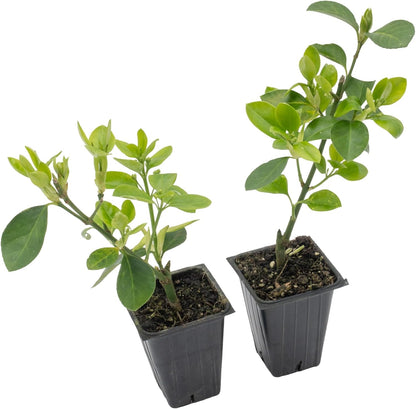 2 Live Manhattan Euonymus Plants (Euonymus Kiautschovicus ‘Manhattan’) – Evergreen Shrub for