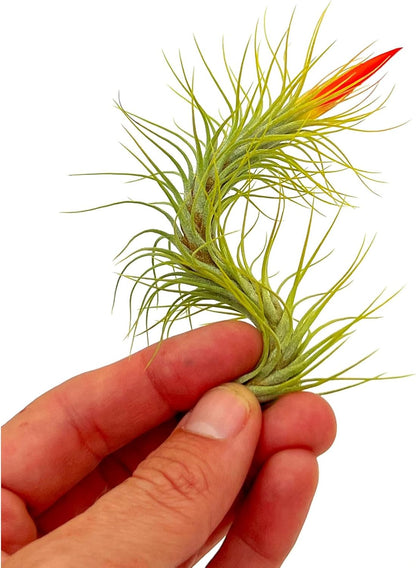 ragnaroc Air Plants - Tillandsia Funckiana Hybrid, Large 5-7" - 3ct - Live Arrival Guaranteed