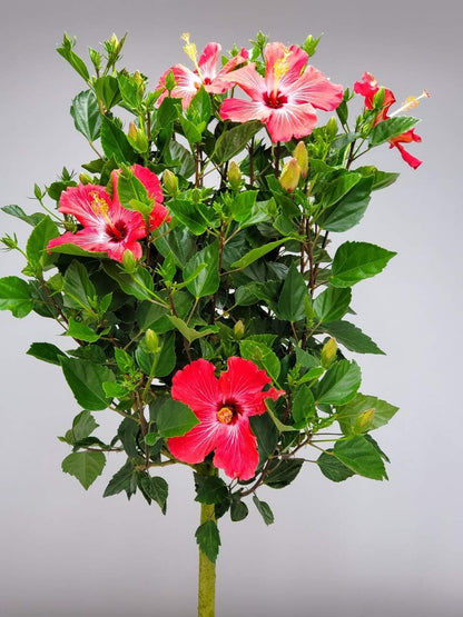 Hibiscus Tree Live - Pink Flowers - Tropical Plants of Florida - Overall Height 38" to 44" (Plant