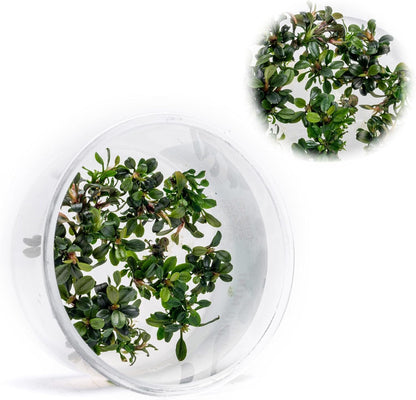 Ultum Nature Systems Live Tissue Culture - Bucephalandra Kedagang Round Mini - Easy Care - Low to