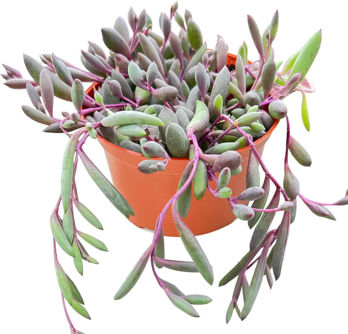 Live Succulents Othonna Capensis Ruby Necklace (4-inch), Succulent Plants Fully Rooted in Pots with