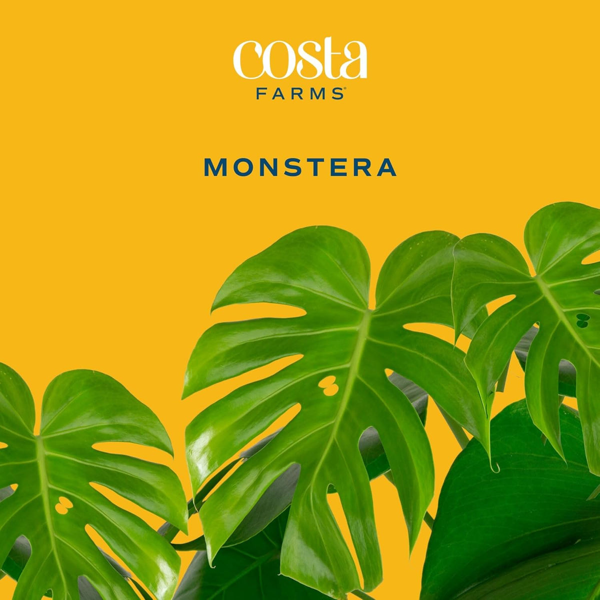Costa Farms Monstera, Swiss Cheese Live Plant in Decorative Pot, Large Indoor Houseplant, Perfect