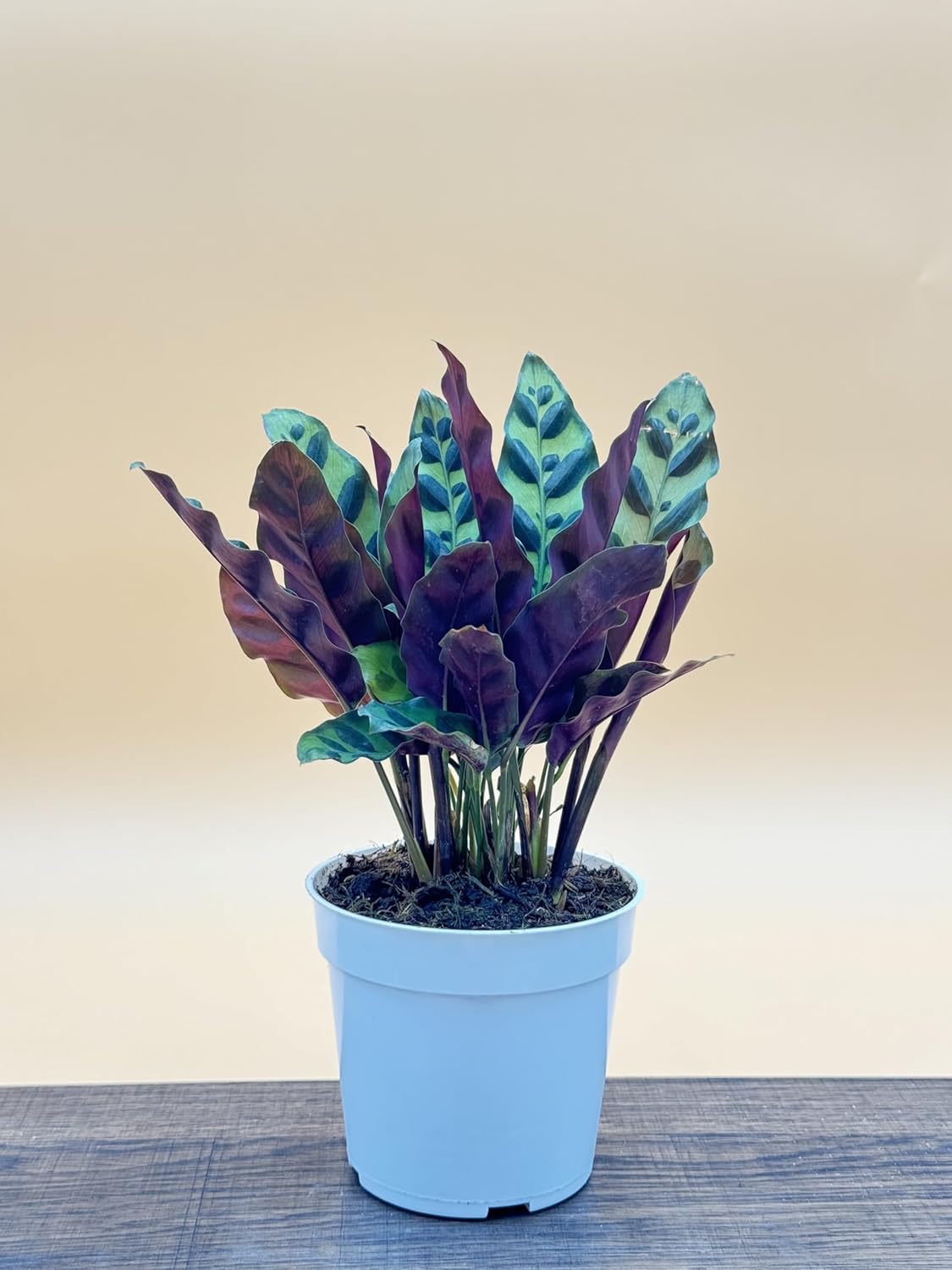 Rattlesnake Calathea Live Plant - Air Purifier, Colorful House Plant, Ideal for Home Decor and Room