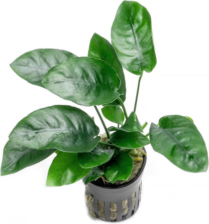 SubstrateSource Anubias Live Aquarium Plants - Potted Freshwater Plant for Fish Tanks, Terrariums