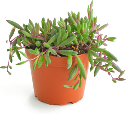 Shop Succulents Ruby Necklace Hanging Succulent, Othonna Capensis, Fully Rooted Live 4" Succulent