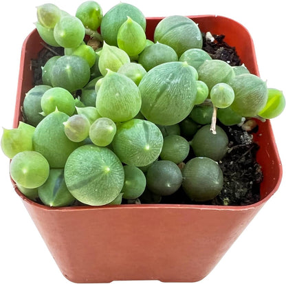 Sprout N Green Live Mini Succulent Plant, 2in String of Pearls, 1 Pack Rare Fully Rooted in Pot