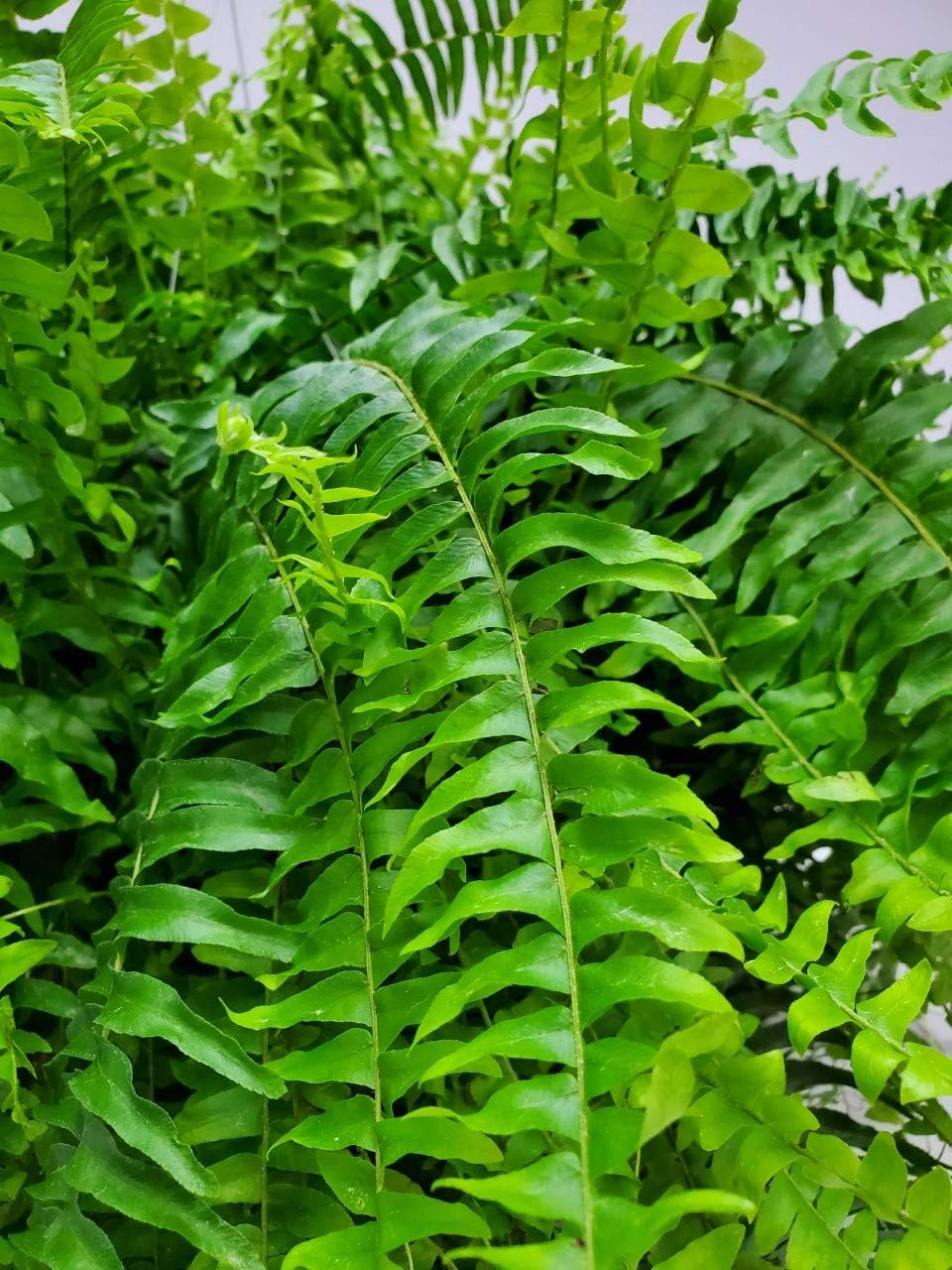 Live Boston Fern Hanging Basket Plant (10" Hanging Basket) - Overall Spread 25" to 30" - Tropical