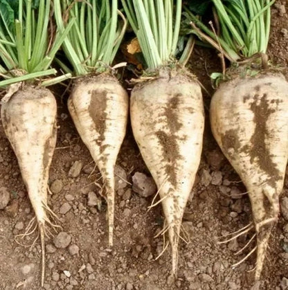 Sugar Beet Seeds for Planting – Plant & Grow Heirloom Sugar Beets in Home Outdoor Vegetable Garden