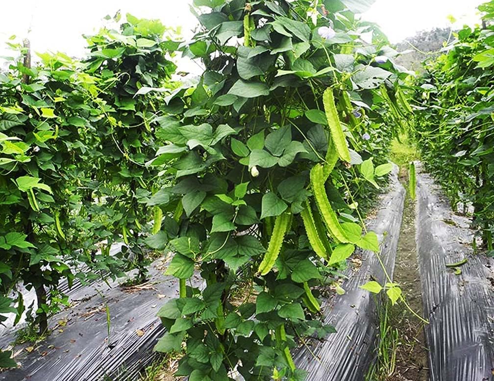 Winged Bean Seeds - Almost All Parts of The Plant are Edible. Once Considered The Food That Could