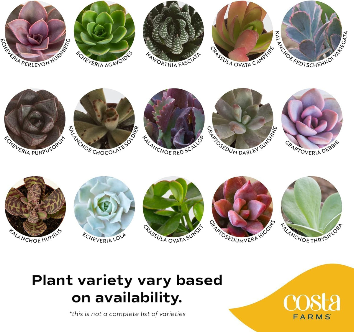 Costa Farms Succulent Plant, Live Indoor Mini Succulent Plant in Cute Succulents Plant Pot, Potting