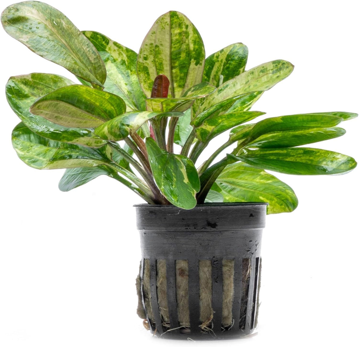 SubstrateSource Live Plants - Echinodorus ‘Hadi Red Pearl Variegated’ (Echinodorus sp.) - Low to
