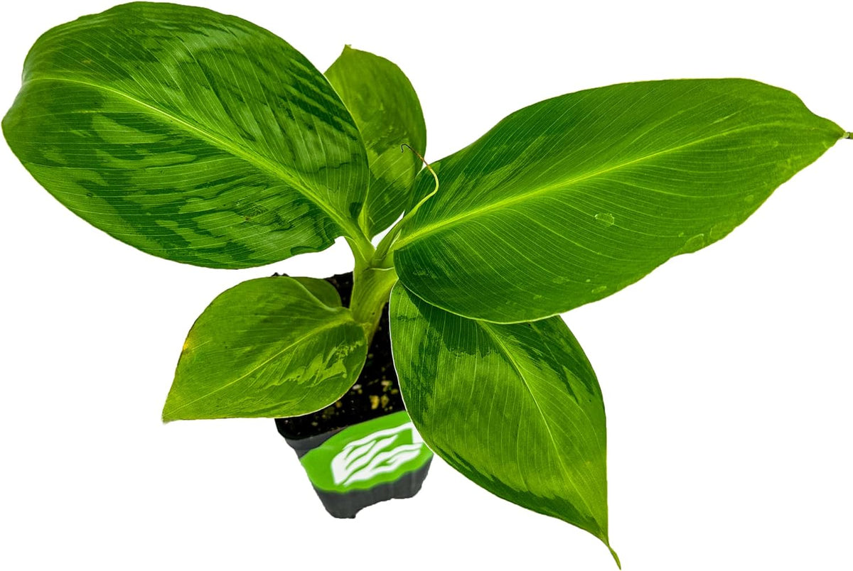 Truly Tiny Banana Live Plant - Musa 'Truly Tiny' by Wellspring Gardens - Petite Beauty, Edible