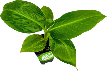 Truly Tiny Banana Live Plant - Musa 'Truly Tiny' by Wellspring Gardens - Petite Beauty, Edible