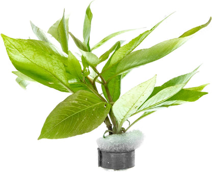 SubstrateSource Dwarf Hygrophila Corymbosa Siamensis Live Aquarium Plant - Freshwater Fish Tank