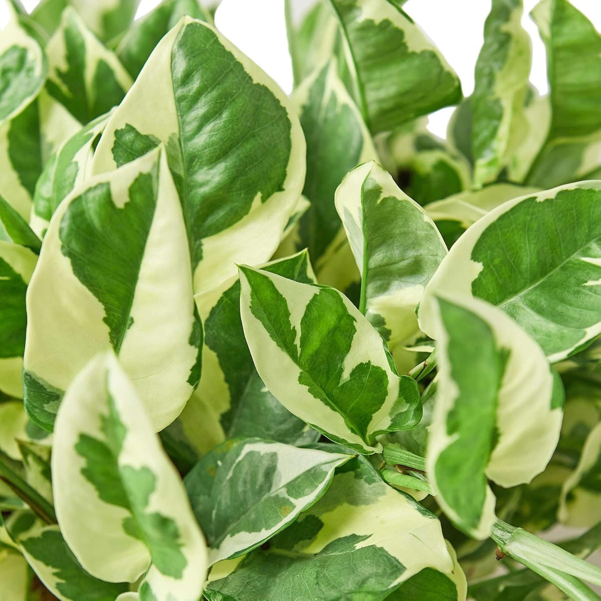 Pothos 'N'joy' Live Plant for Indoor | Different Houseplants in 4'' & 6'' Pot | Real House Plant
