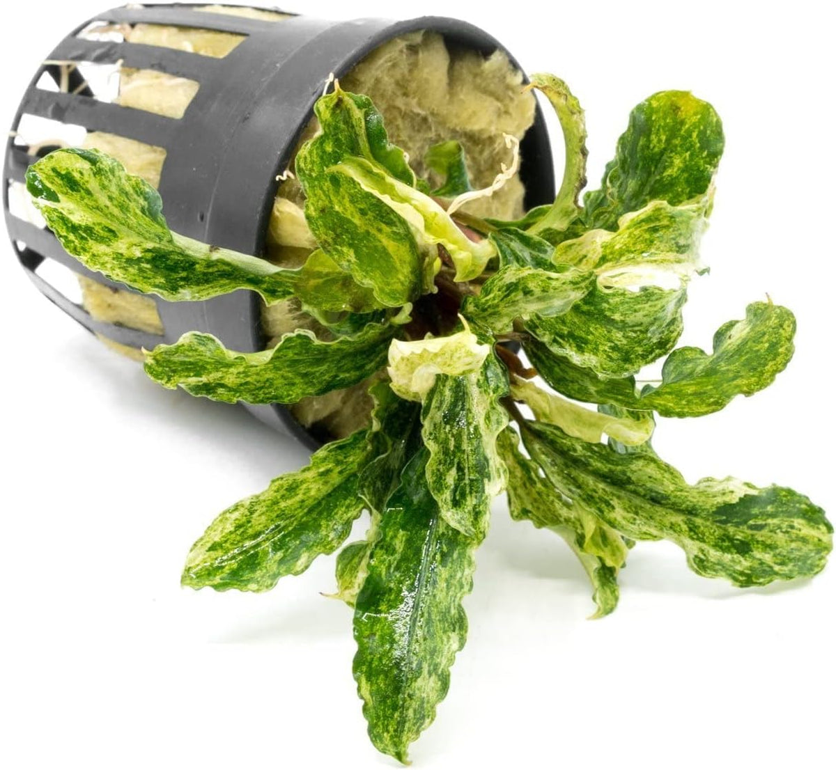 SubstrateSource Bucephalandra Variegated Green Wavy Marble Potted Live Aquarium Plant - Natural