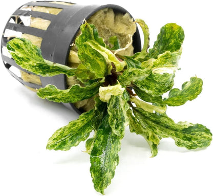 SubstrateSource Bucephalandra Variegated Green Wavy Marble Potted Live Aquarium Plant - Natural