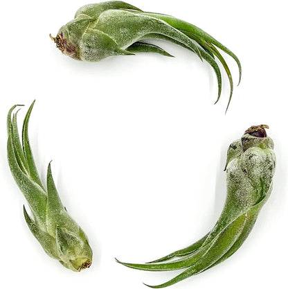 ragnaroc Air Plants - Tillandsia Seleriana, Large 4-6" - 1ct - Live Arrival Guaranteed - House