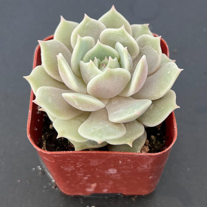 Sprout N Green 2in Echeveria Lola, 1 Pack Live Mini Succulent Plant Fully Rooted in Pot, Real House