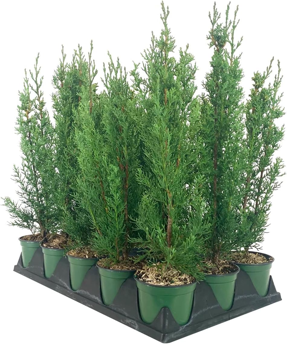 Italian Cypress Tree | 10 Live 4 Inch Pots | Cupressus Sempervirens | Formal Elegant Mediterranean