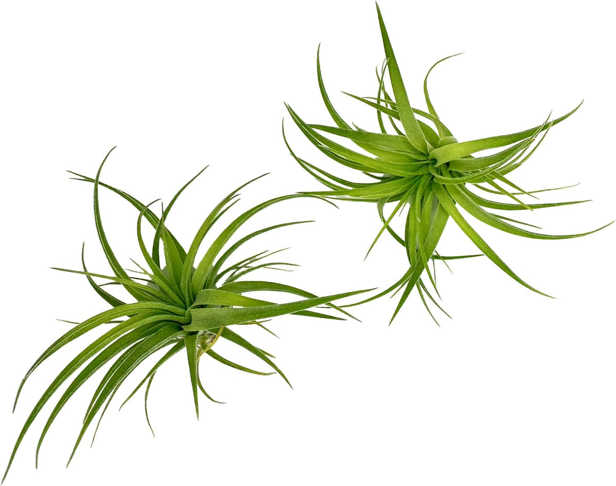 Live Air Plants - Tillandsia Geminiflora 1-3" - 2ct – ragnaroc Live Indoor Plant - Live Arrival